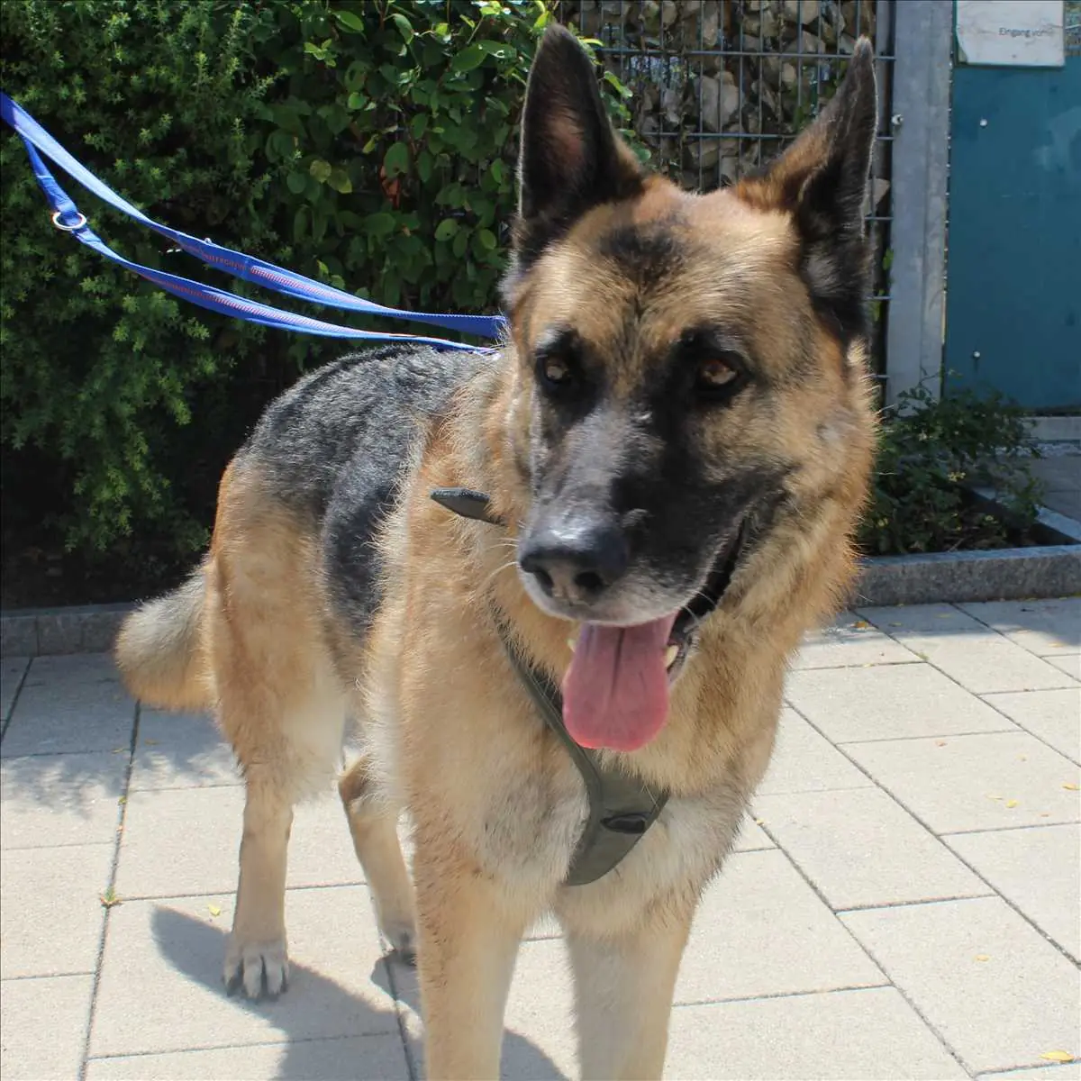 Leopold - Deutscher Schäferhund - Bild 1