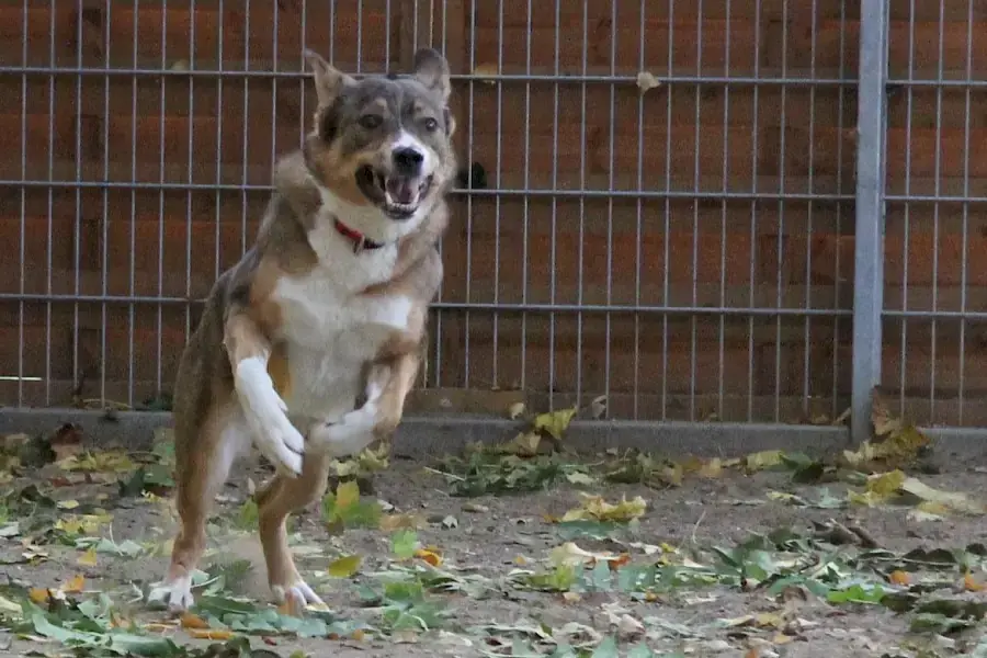 Amy - Deutscher Schäferhund - Bild 5