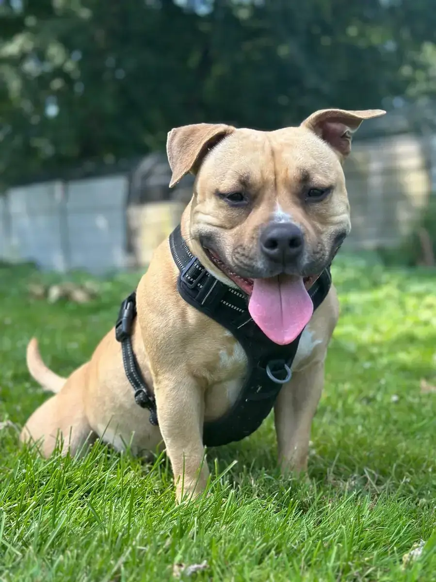 Stella - American Staffordshire Terrier - Bild 3