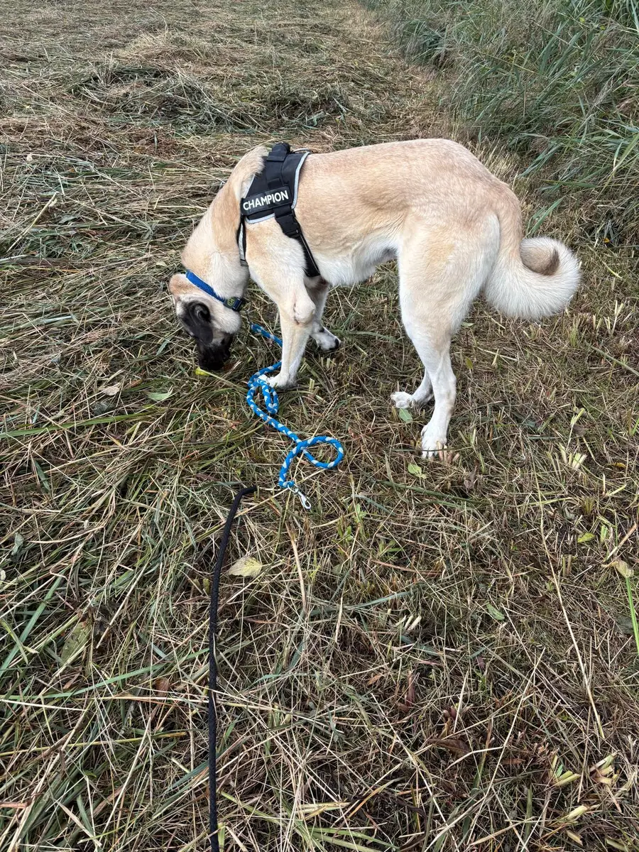 Matilda - Kangal-Hirtenhund - Bild 9