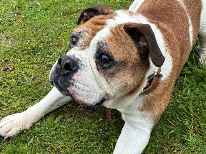 Rufus -  - Bild 2