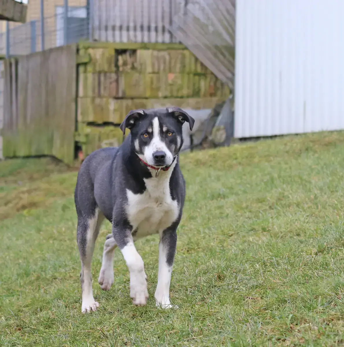Buddy -  - Bild 6
