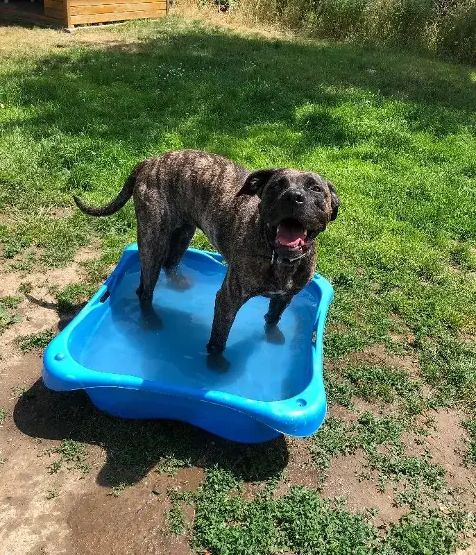 Cora - Dogo Canario - Bild 14