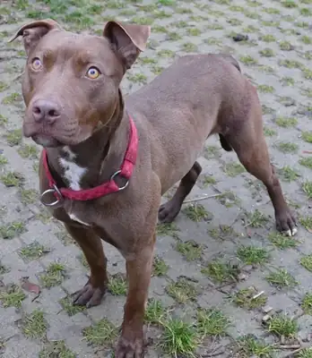 Heidi – Hund – Bild 7