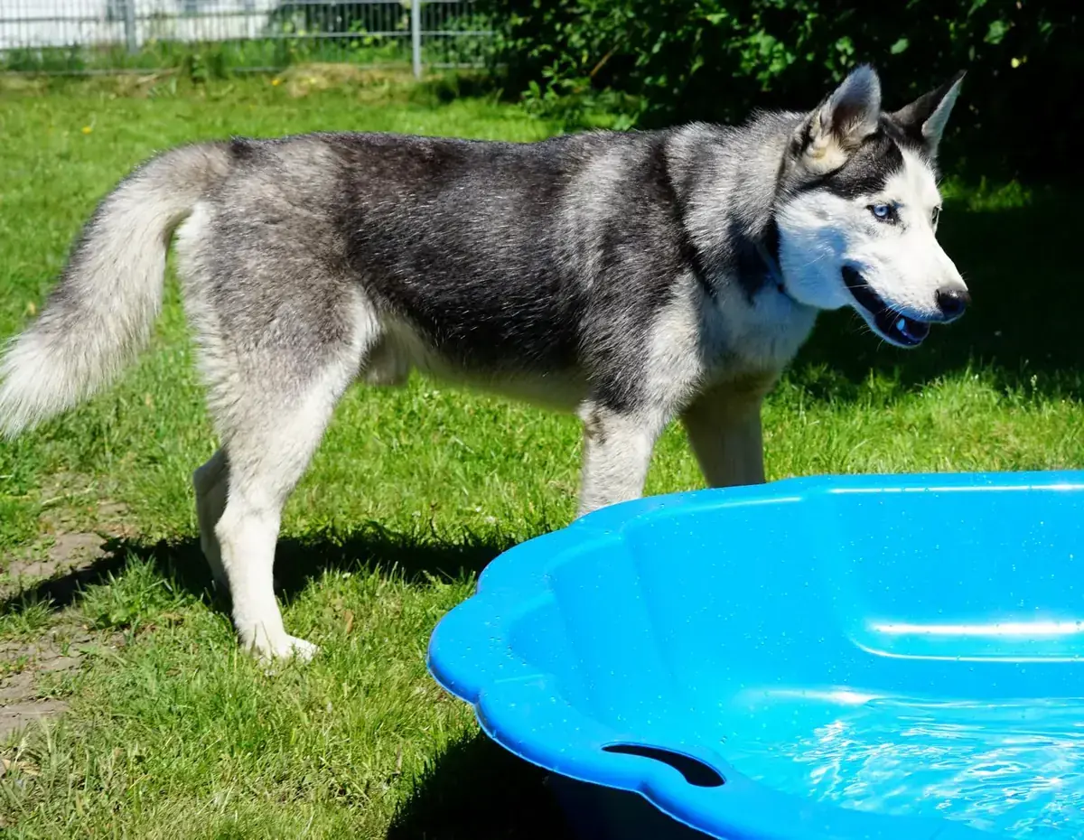 Orion - Siberian Husky - Bild 2
