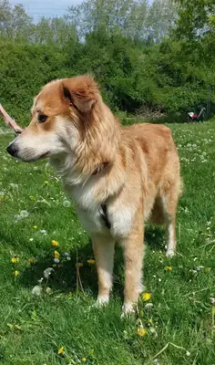 Milo – Mischling – Bild 2