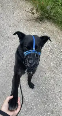 Rex – Deutscher Schäferhund – Bild 18