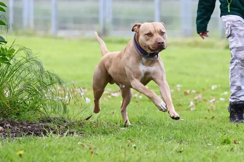 Ace - American Staffordshire Terrier - Bild 17