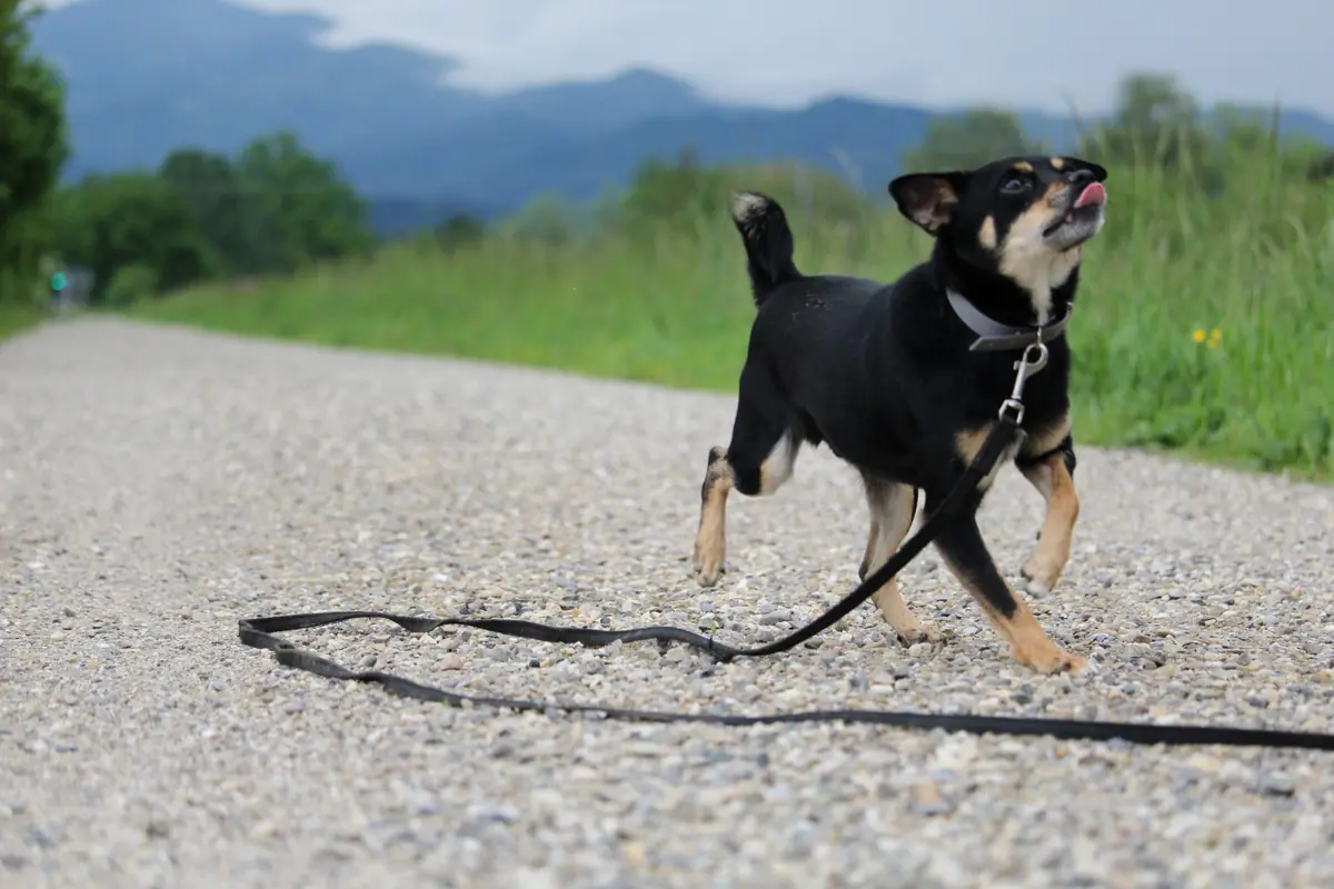 Koba -  - Bild 10