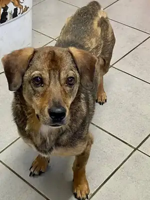 Pepco – Hund – Bild 2