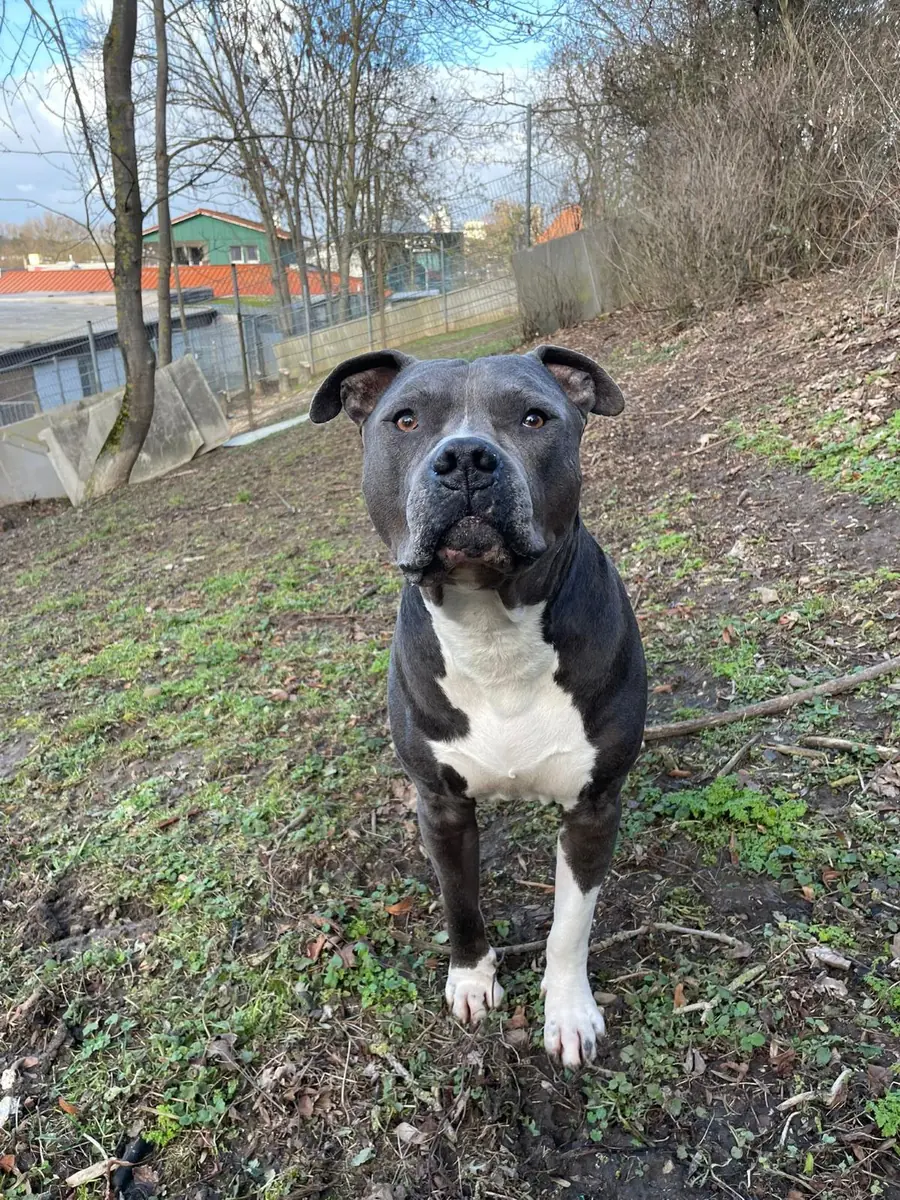Kalle -  - Bild 2