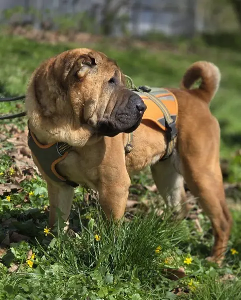 Elisa - Shar-Pei - Bild 3