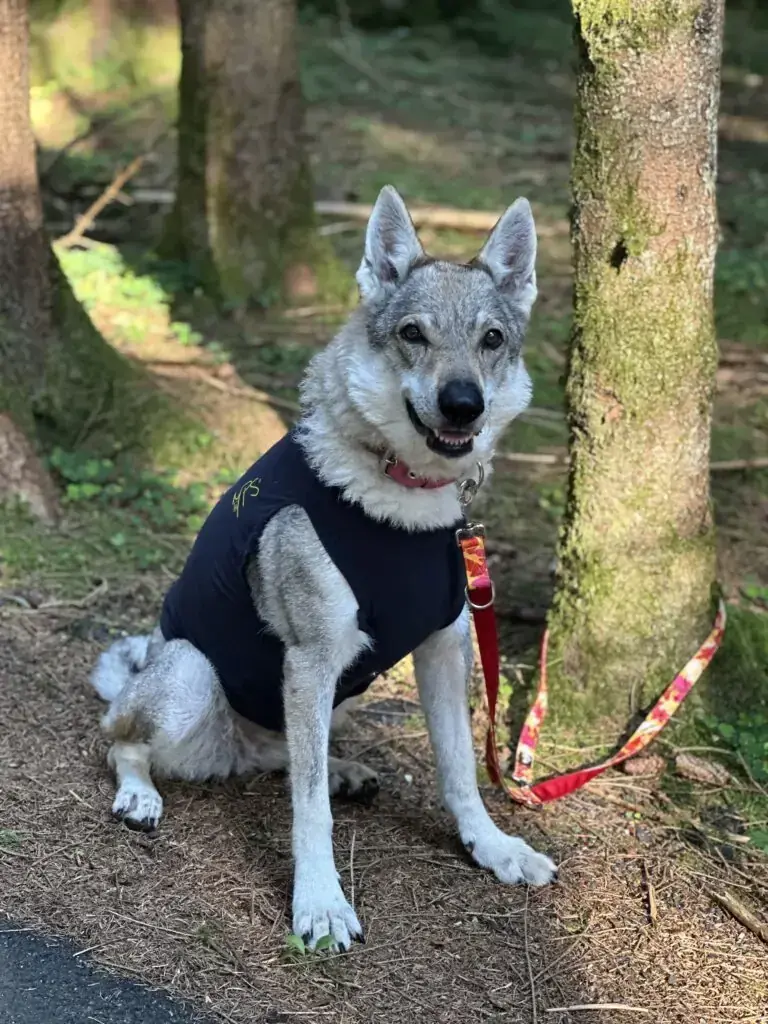 Freya - Tschechoslowakischer Wolfhund - Bild 1
