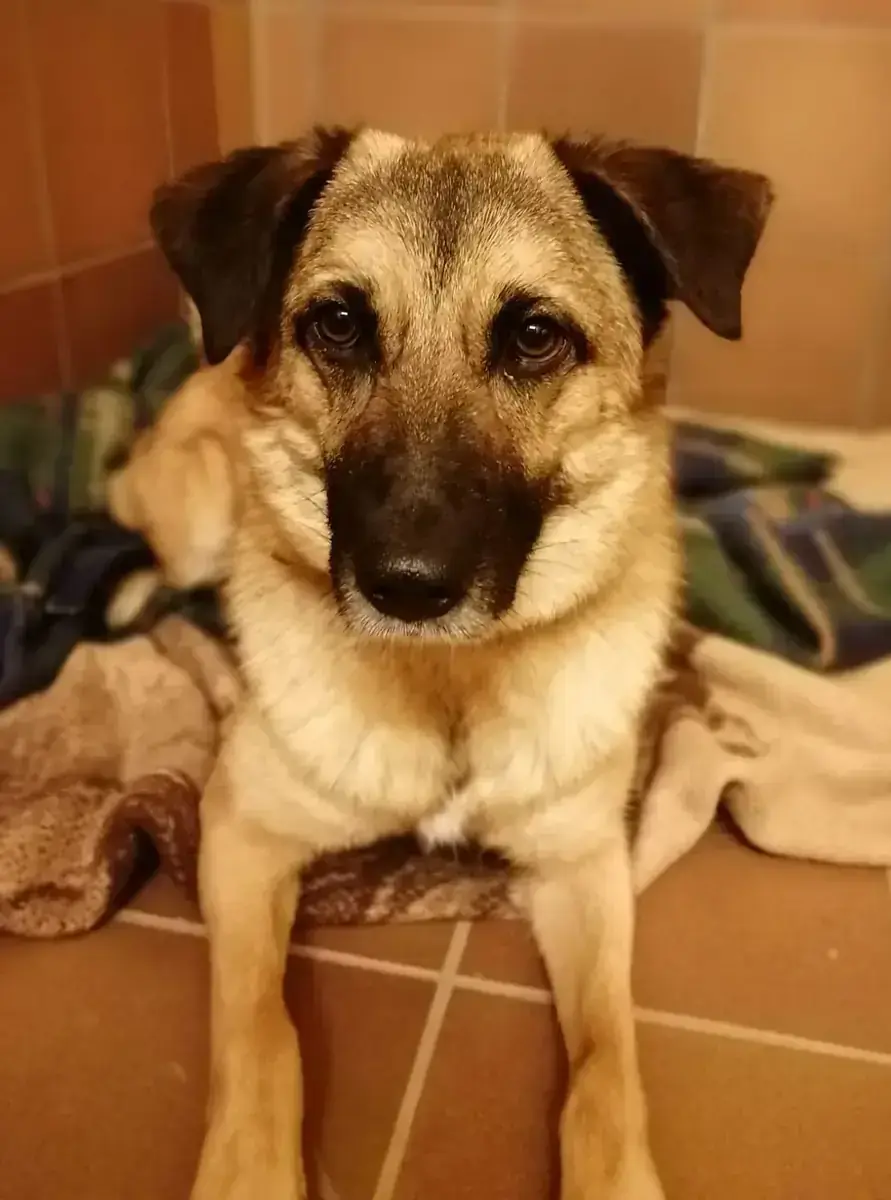 Hund Barry