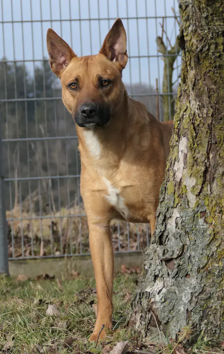 Nando - Dogo Canario - Bild 2