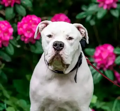 Togo – American Staffordshire Terrier – Bild 2