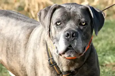 Drago – Cane Corso Italiano – Bild 4