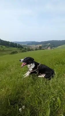 Ben – Border Collie – Bild 3