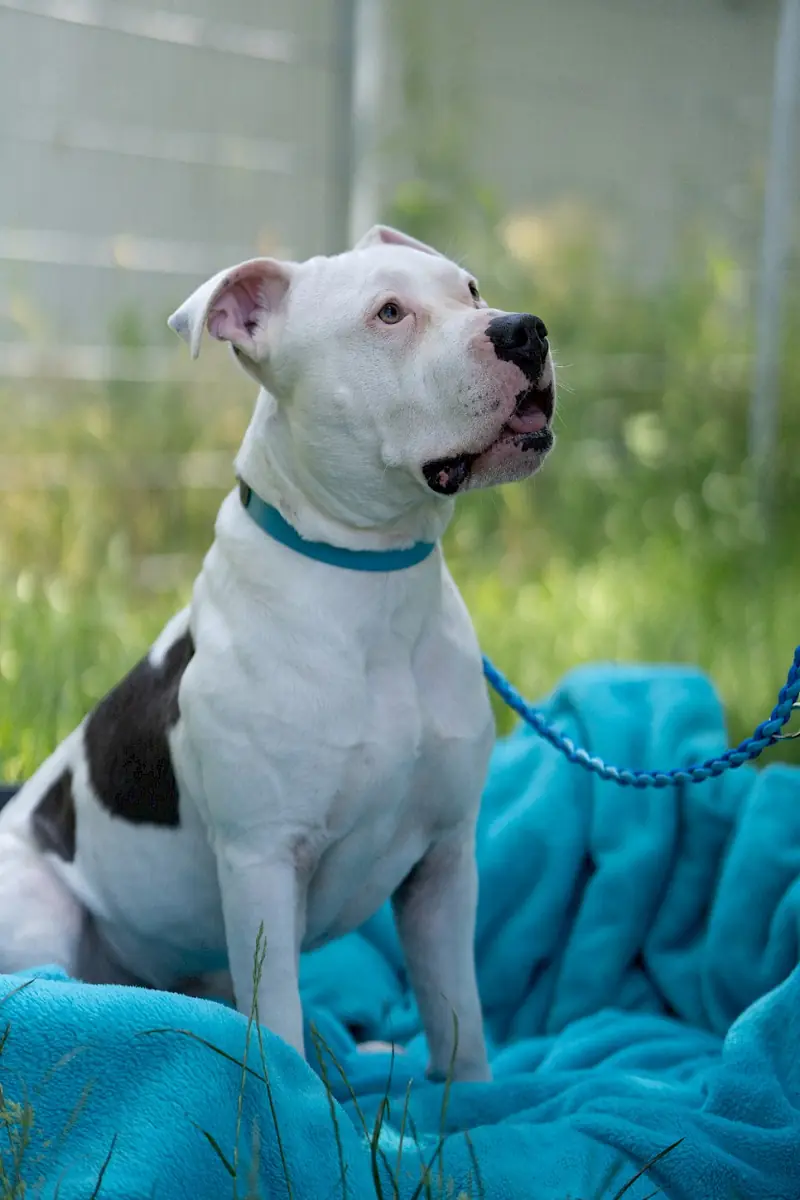 Apollo - American Staffordshire Terrier - Bild 14