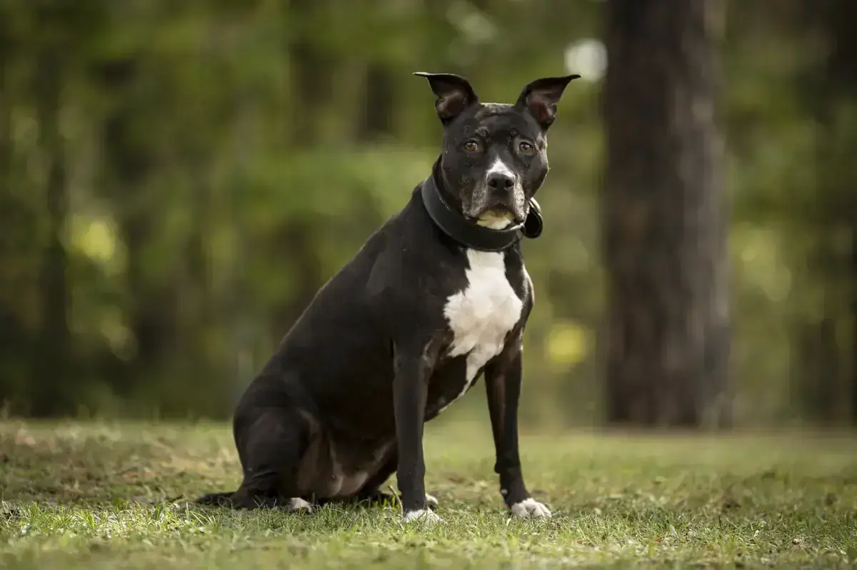 Polly – Staffordshire Bullterrier – Bild 2