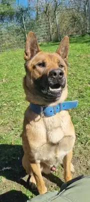Carlo – Akita, Belgischer Schäferhund – Bild 3