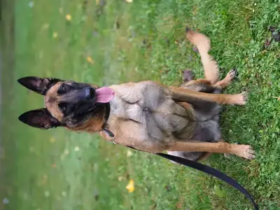 Jessie – Belgischer Schäferhund – Bild 7