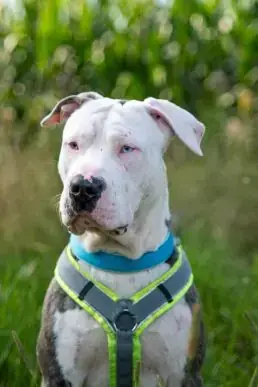 Spencer - American Staffordshire Terrier - Bild 1
