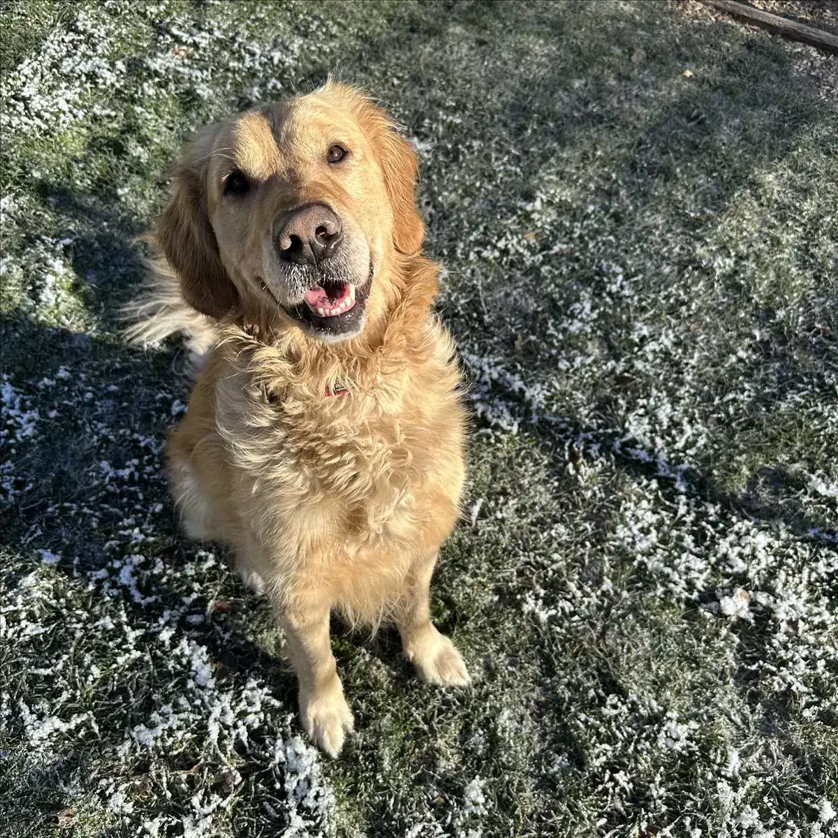Golden Retriever ROCKY