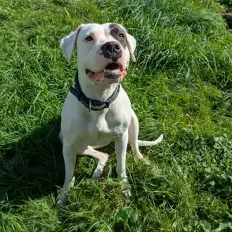 Mia - Dogo Argentino - Bild 4