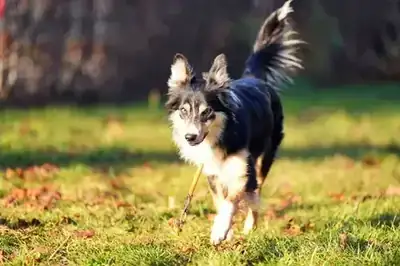 Ben – Border Collie – Bild 3