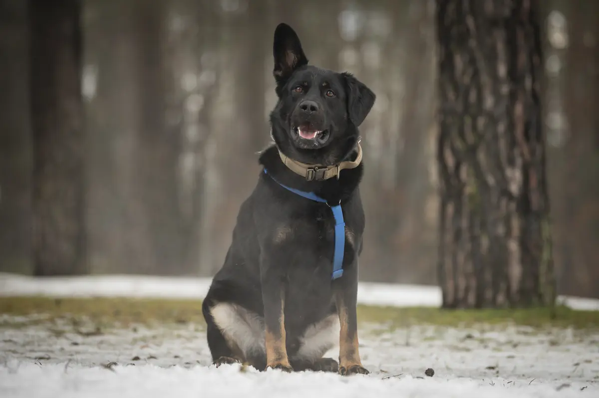 Henry -  - Bild 4