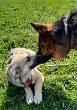 Tizian - Deutscher Schäferhund - Bild 5