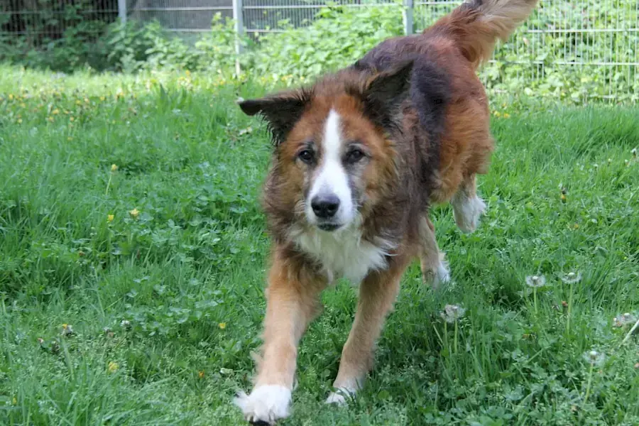 Sparky -  - Bild 7