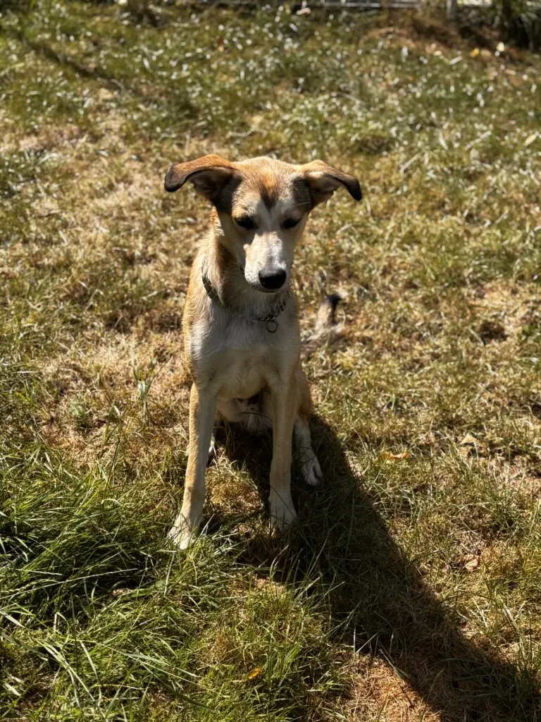 Tyson - Deutscher Schäferhund - Bild 1