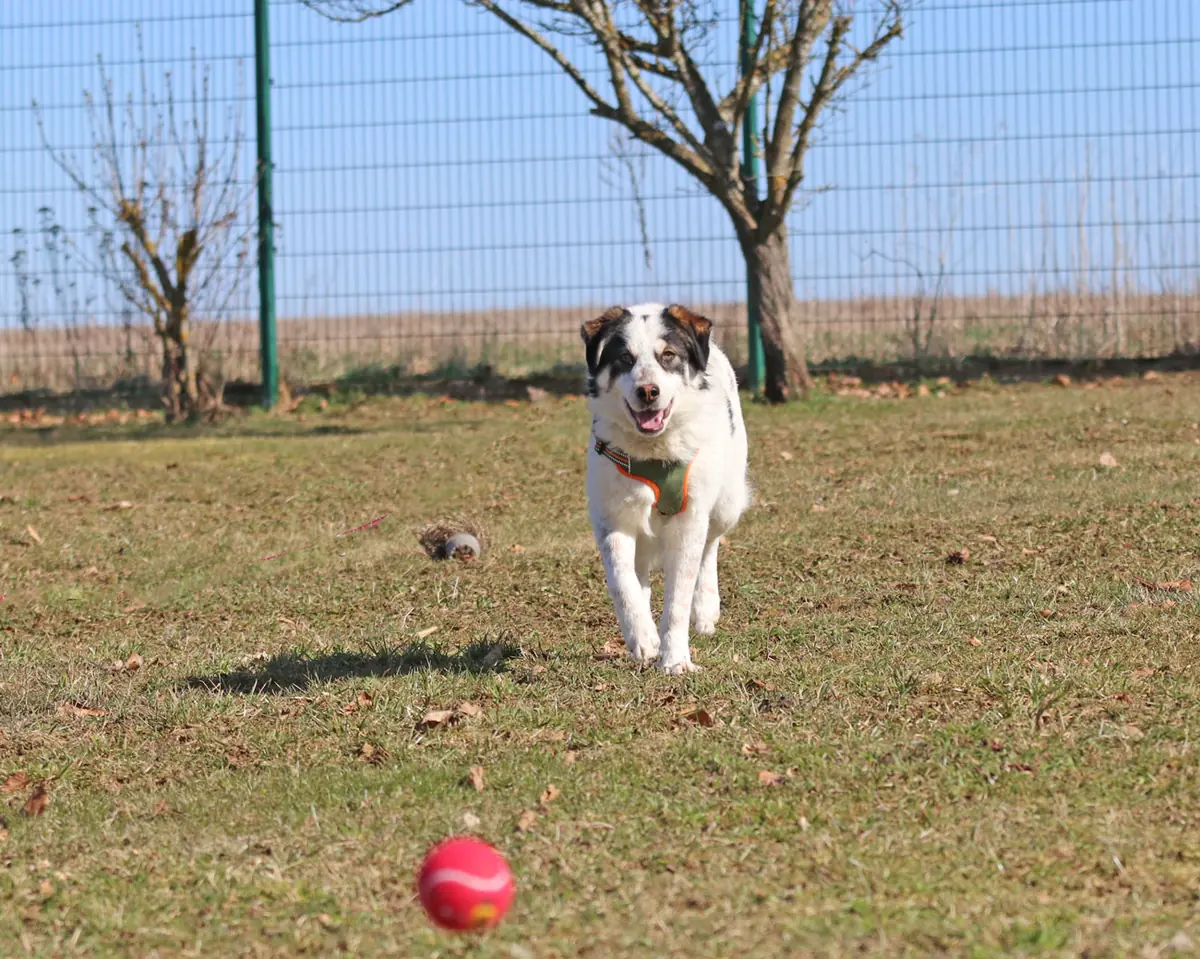 Merlin -  - Bild 7