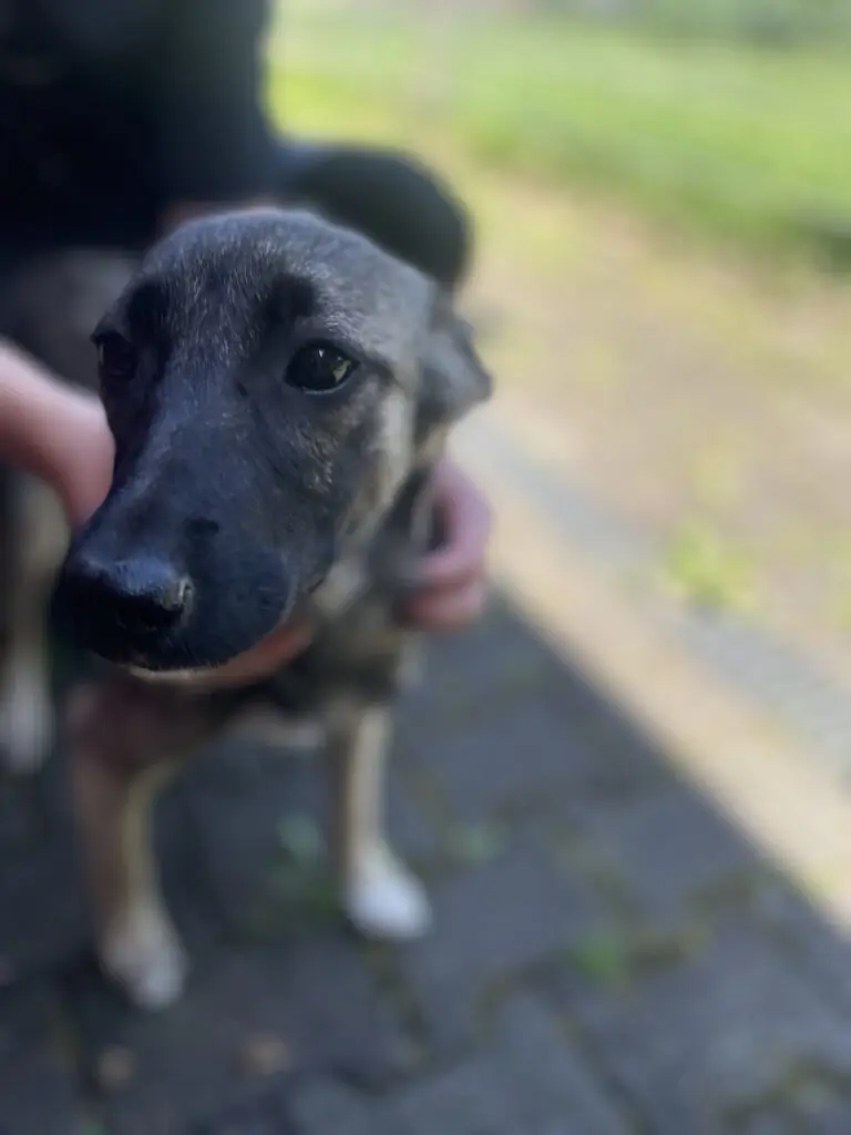 Maggie -  - Bild 4