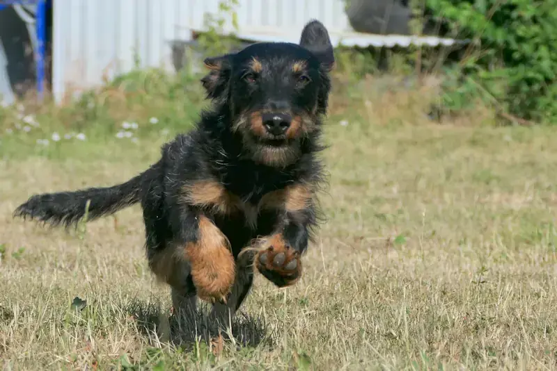 Pippin -  - Bild 1