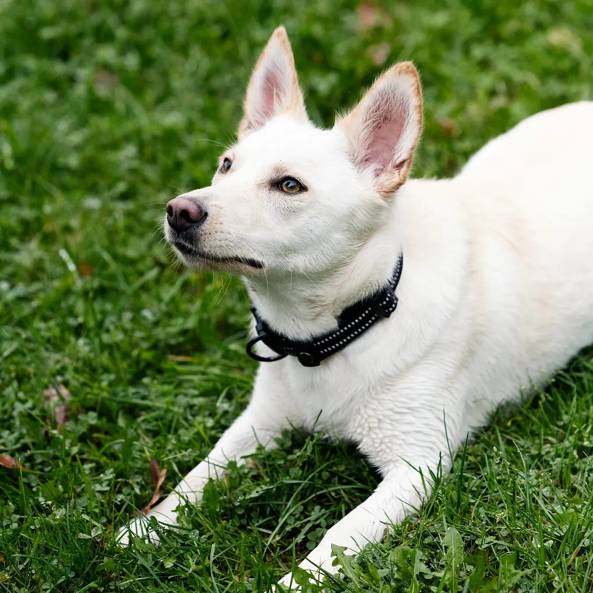 Ivy - Deutscher Schäferhund - Bild 3