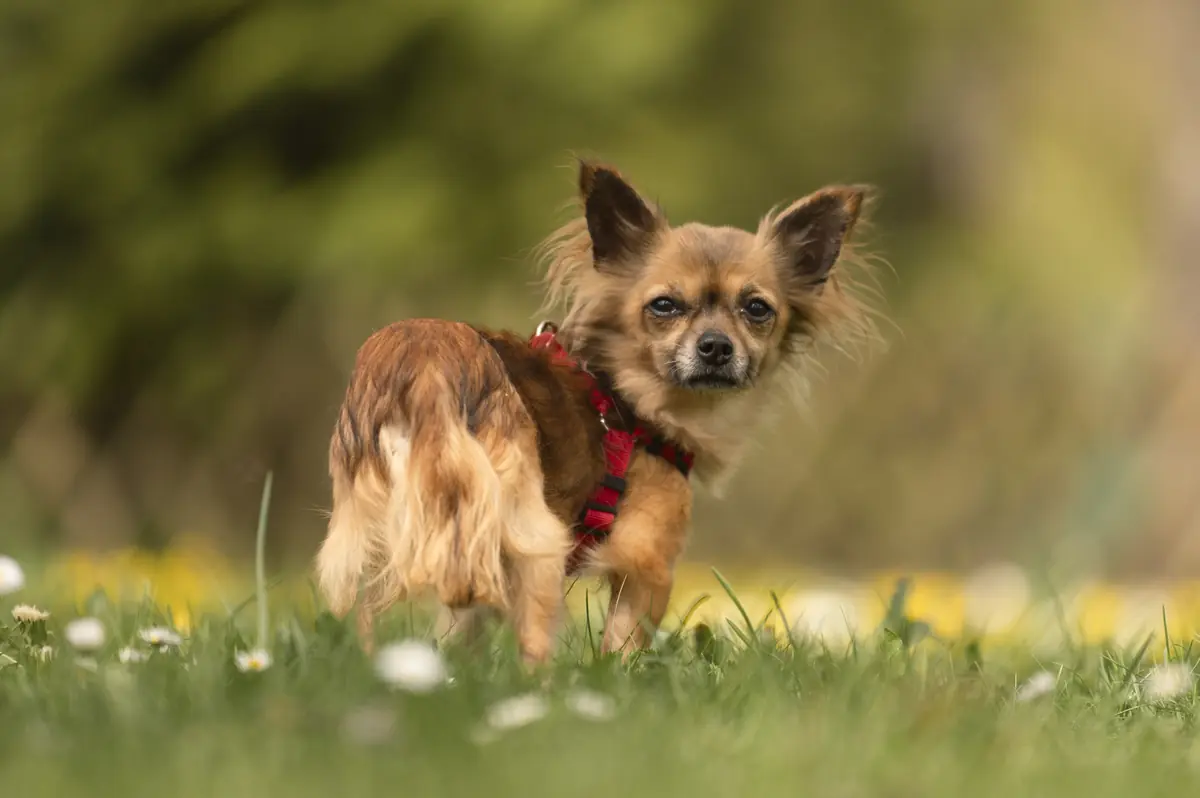 Peanut - Chihuahua - Bild 2