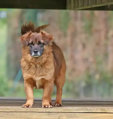 Gino – Hund – Bild 5