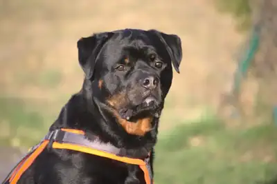 Eick – Rottweiler – Bild 2