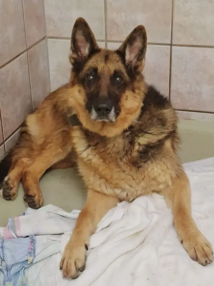 Aaron - Deutscher Schäferhund - Bild 10