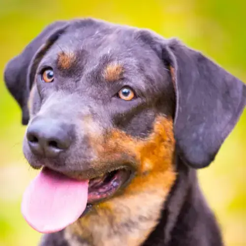Thor - Labrador Retriever - Bild 1