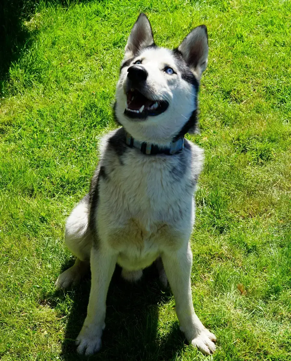 Orion - Siberian Husky - Bild 3