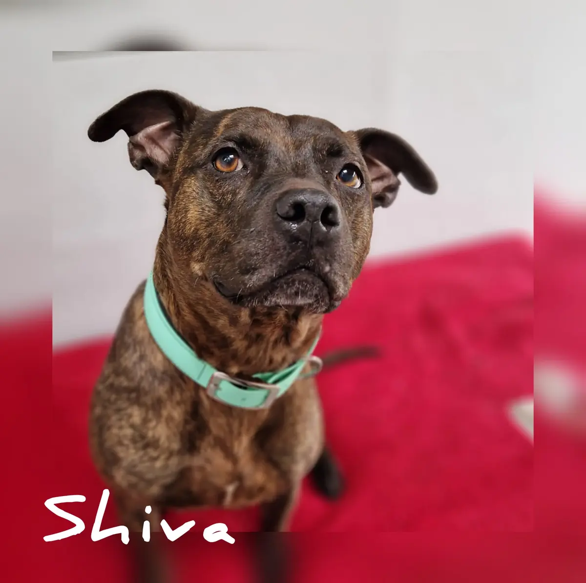 Shiva -  - Bild 1