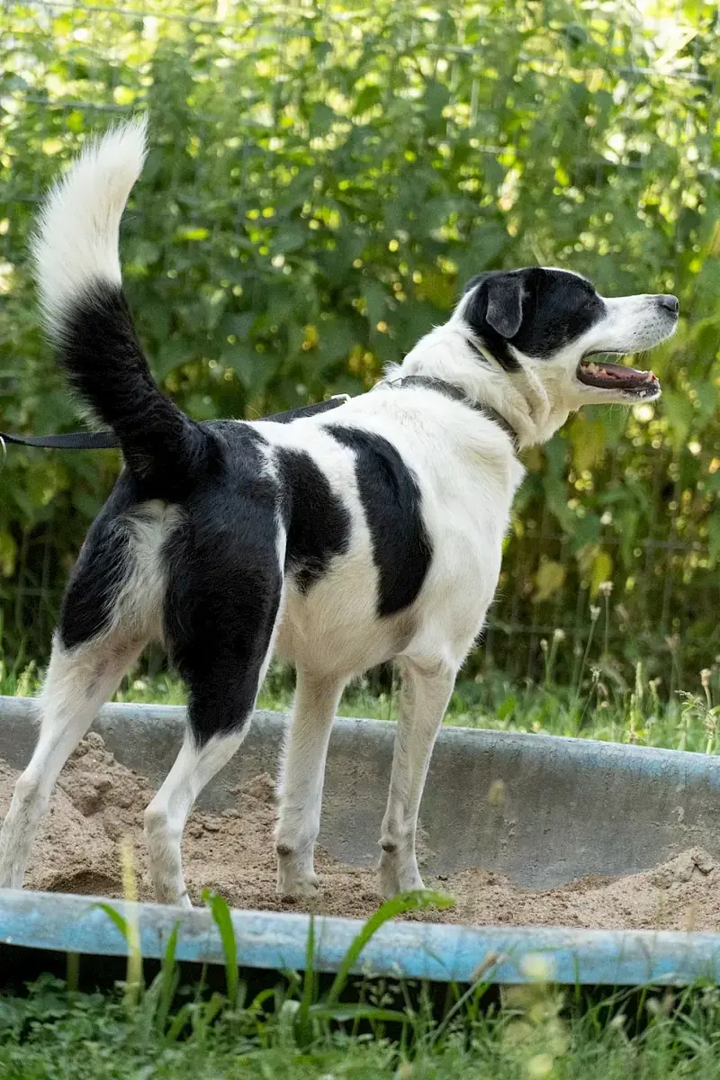 Charly -  - Bild 11