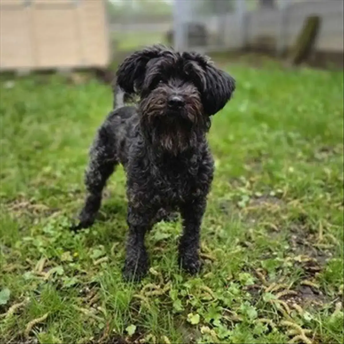 LILI - Zwergschnauzer - Bild 3