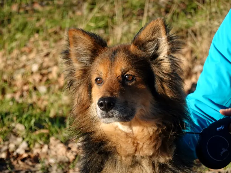 Loui -  - Bild 44