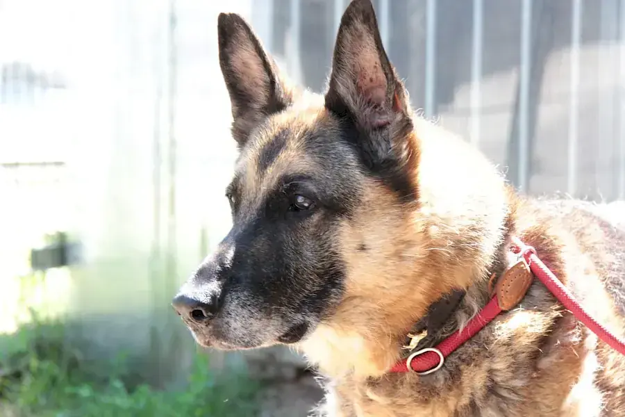 Henry - Deutscher Schäferhund - Bild 5
