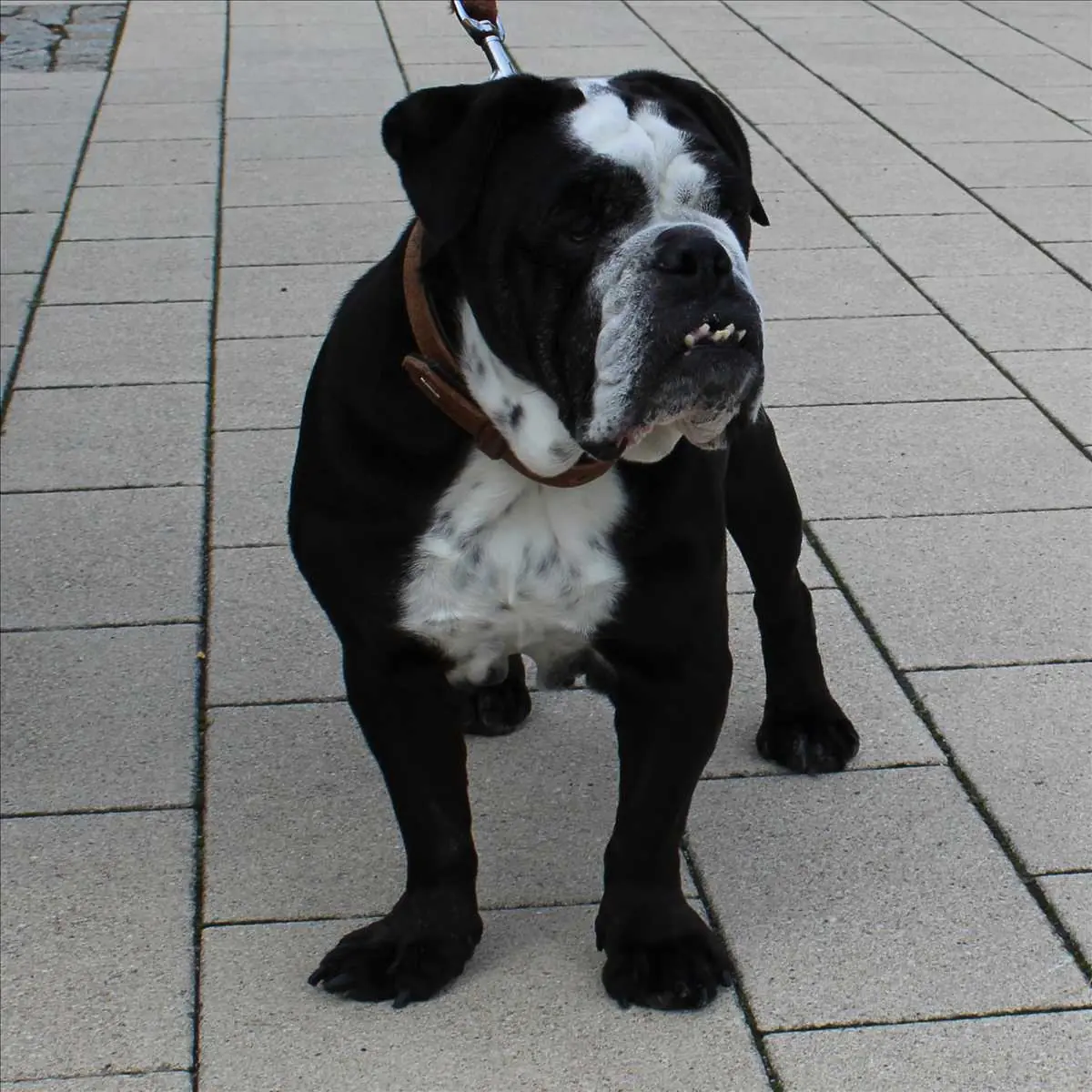 Shorty - Englische Bulldogge - Bild 3